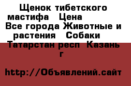 Щенок тибетского мастифа › Цена ­ 60 000 - Все города Животные и растения » Собаки   . Татарстан респ.,Казань г.